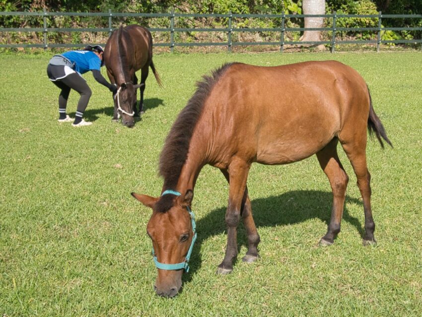 horse farm